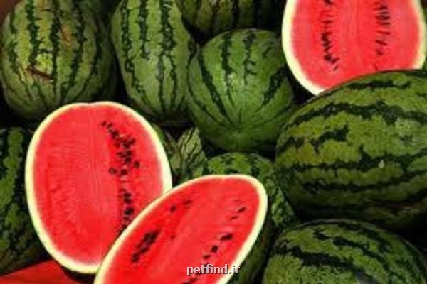 هندوانه به شرط تریاك